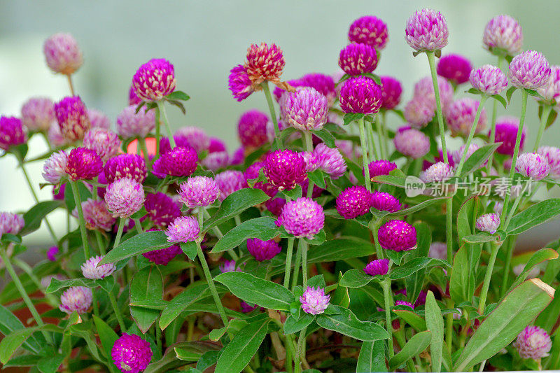 Gomphrena globbosa /全球苋菜花